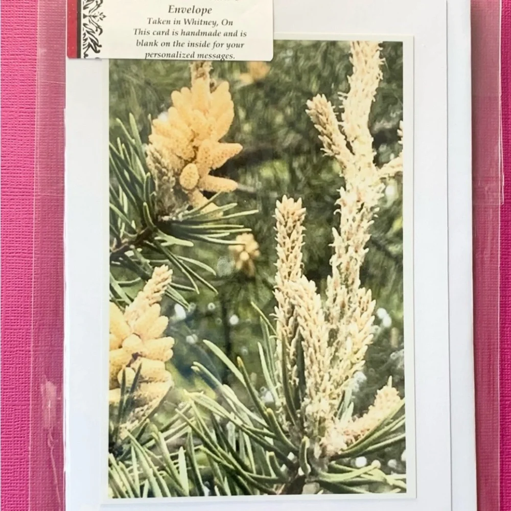 2 for $30 Nature Photo Blank Greeting Cards. Algonquin Spring set of 4 - Picture 3 of 9
